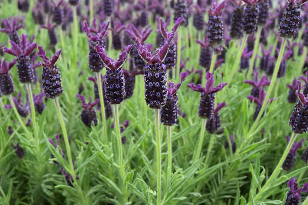Lavandula 'Helmsdale' 20-30 cm